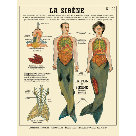 FantasticCreatures and Fancies chart by Camille Renversades