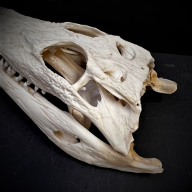 Siamese Crocodile skull - Crocodylus siamensis - 23/24cm - With CITES licence