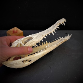 Siamese Crocodile skull - Crocodylus siamensis - 23/24cm - With CITES licence