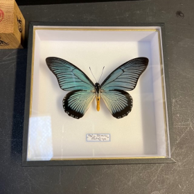 Papilio zalmoxis - Boite entomologique 18.5x18.5 reliée