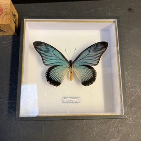 Papilio zalmoxis - Giant Blue Swallowtail: Entomological bound box