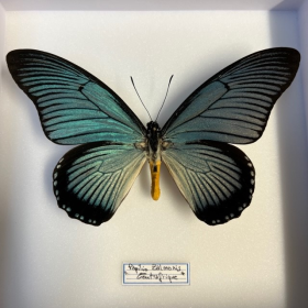 Papilio zalmoxis - Boite entomologique 18.5x18.5 reliée