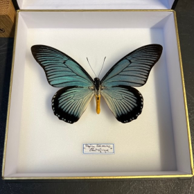 Papilio zalmoxis - Giant Blue Swallowtail: Entomological bound box