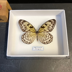 Papillon Idea leuconoe - Le Grand Planeur - Boite entomologique 15x18cm