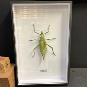 Giant phasma of Malaysia Heteropteryx dilatata - - Entomological box