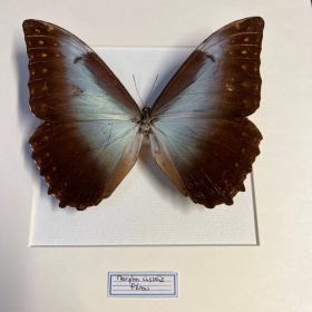 Entomological frame - Morpho cisseis