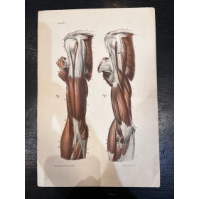 Planche d'Anatomie: Atlas d'anatomie descriptive du corps humain - Par Broca - 1854