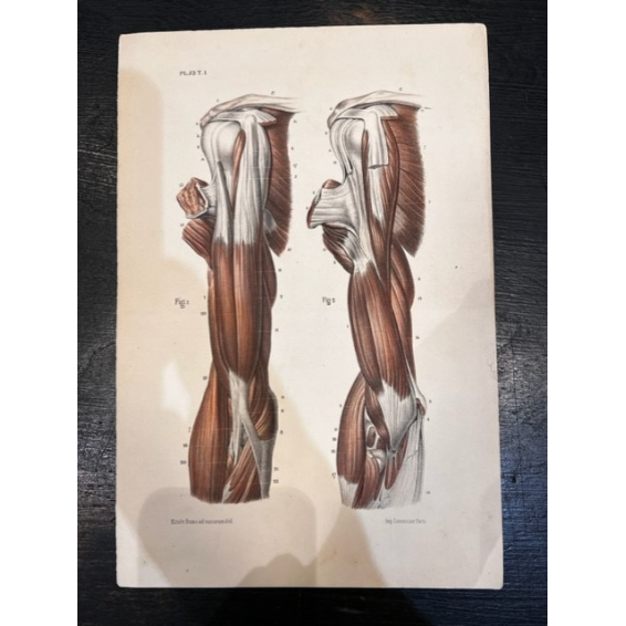 Anatomic lithography: "L'Anatomie de L'Homme" by Bourgery and Jacob -1844