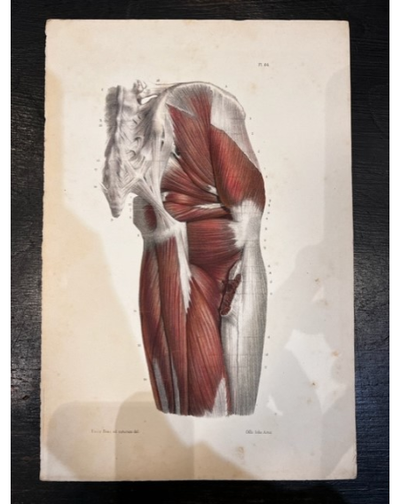 Anatomic lithography: "L'Anatomie de L'Homme" by Bourgery and Jacob -1844