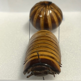 Entomological box: Centipede Blaniulus guttulatus