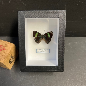 Entomological Box - Diaethria neglecta - 9x12cm