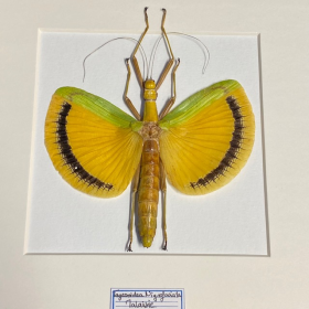 Entomological frame - Stick insect (Phasm) - Tagesoidea nigrofasciata