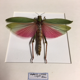 Entomological frame - Lophacris cristata cricket