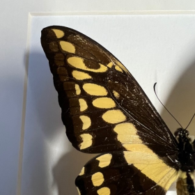 Entomological framework - Papilio Thoas