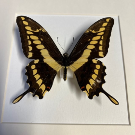 Cadre entomologique - Papilio Thoas