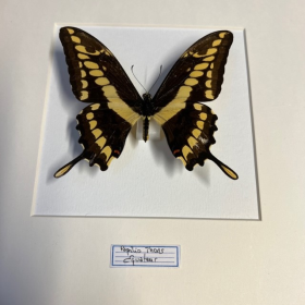 Entomological framework - Papilio Thoas