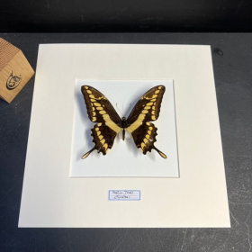 Cadre entomologique - Papilio Thoas