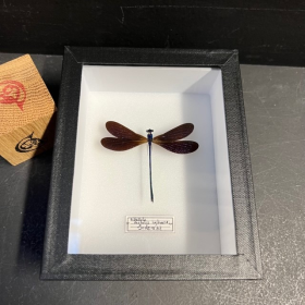 Dragonfly Entomological box: Vestalis Luctuosa