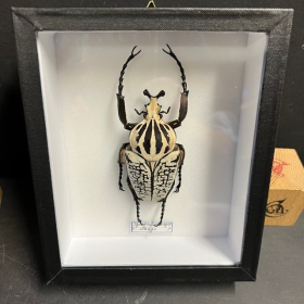 Scarabée Goliathus meleagris Male - Entomological box 15x18cm