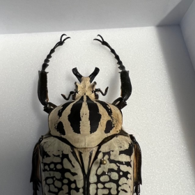 Scarabée Goliathus meleagris Male - Entomological box 15x18cm