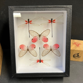 Entomological box - Cithaerias Merolina butterflies and dragonflies