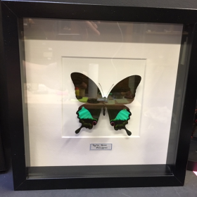 Cadre entomologique - Papilio Karna - Fond blanc