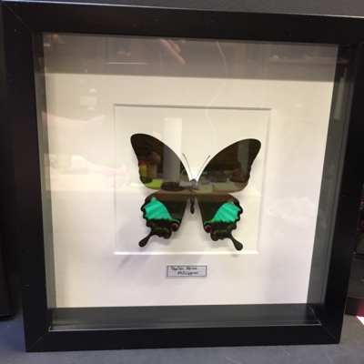 Entomological frame -  Papilio Karna