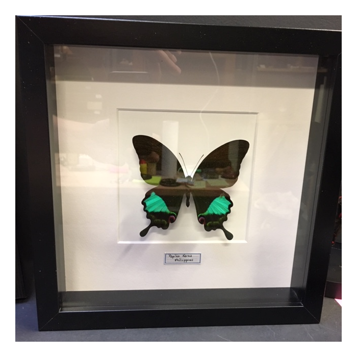 Entomological frame -  Papilio Karna