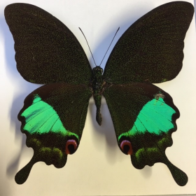 Entomological frame - Papilio Karna