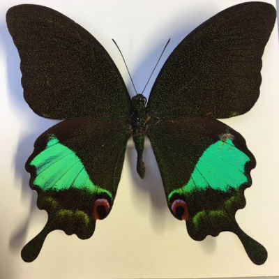 Entomological frame -  Papilio Karna