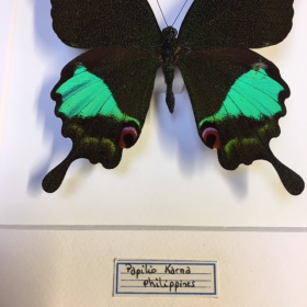 Entomological frame -  Papilio Karna