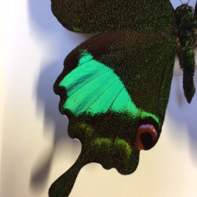 Entomological frame -  Papilio Karna