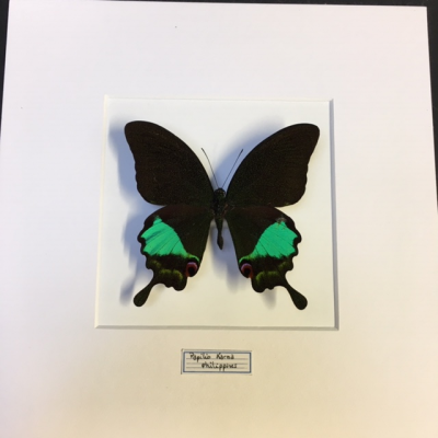 Entomological frame -  Papilio Karna