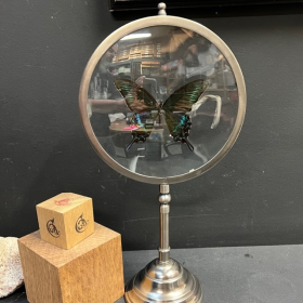 Naturalist Magnifier : Papilio Maackii