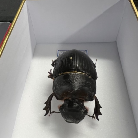 Scarabée Heliocopris dominus- Boîte entomologique reliée 12x15cm
