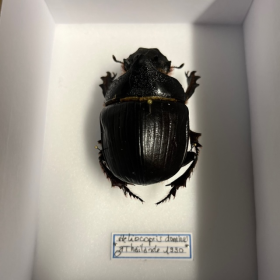 Entomological box:  Heliocopris dominus