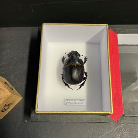 Scarabée Heliocopris dominus- Boîte entomologique reliée 12x15cm