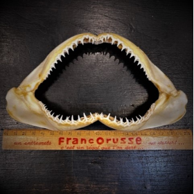 Mâchoires de requin bordé -...