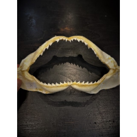 Sorrah shark jaws - Carcharhinus sorrah - 18/20cm