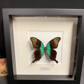 Entomological frame - Papilio peranthus