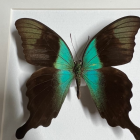 Cadre entomologique - Papilio peranthus