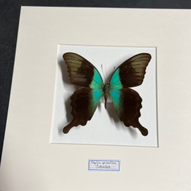 Cadre entomologique - Papilio peranthus