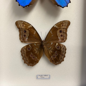 Morpho didius: entomologic box 18x23cm