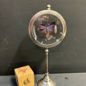 Naturalist Frame - Arhopala Araxes butterfly