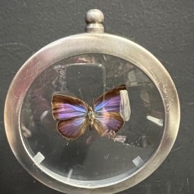 Naturalist Frame - Arhopala Araxes butterfly
