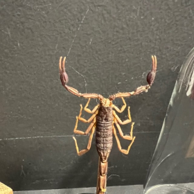 Scorpion sous globe