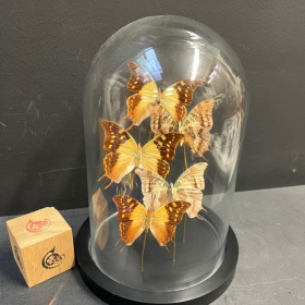 Flight of Charax antamboulou butterflies under glass dome