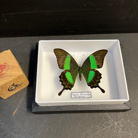 Papillon Papilio Palinurus - Boite entomologique 12x15cm