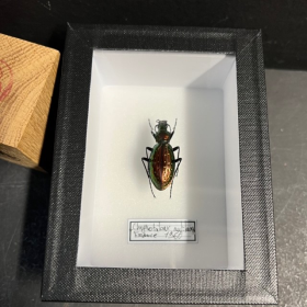 Entomological box - Carabidae Ground beetle: Carabus (Chrysotribax) rutilans - 9x12cm