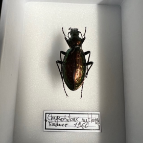 Carabe Carabus (Chrysotribax) rutilans - Boite entomologique 9x12cm